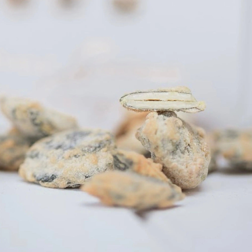 Graine de courge croquante enrobée d’une fine couche de caramel doré, offrant une texture croustillante et une saveur légèrement sucrée, sur fond blanc. bio